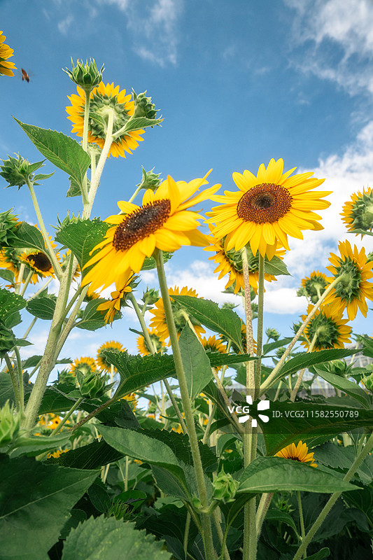 向日葵图片素材