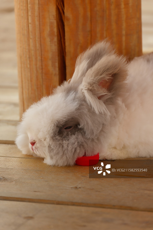 休憩的绒毛兔子图片素材