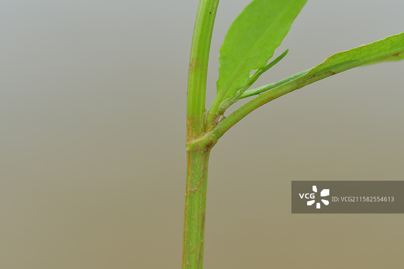 南方常见野草-Rumex trisetifer 长刺酸模图片素材