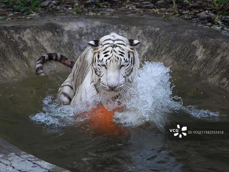 北京动物园孟加拉白虎文四水中玩球20250722图片素材