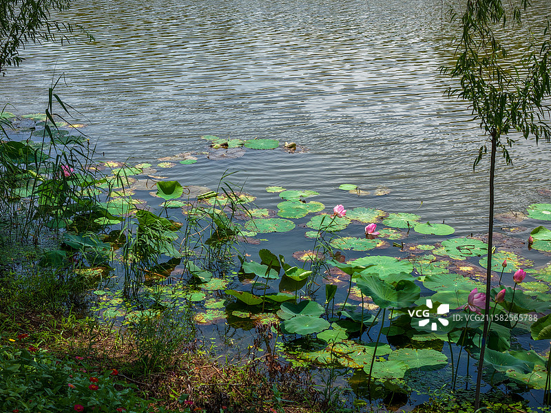 淮南焦岗湖图片素材