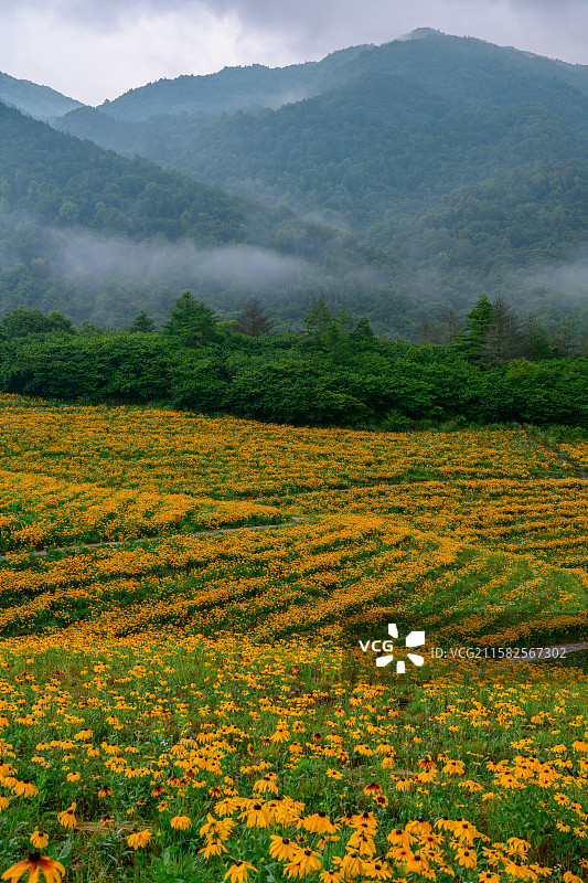 红池坝云中花海图片素材