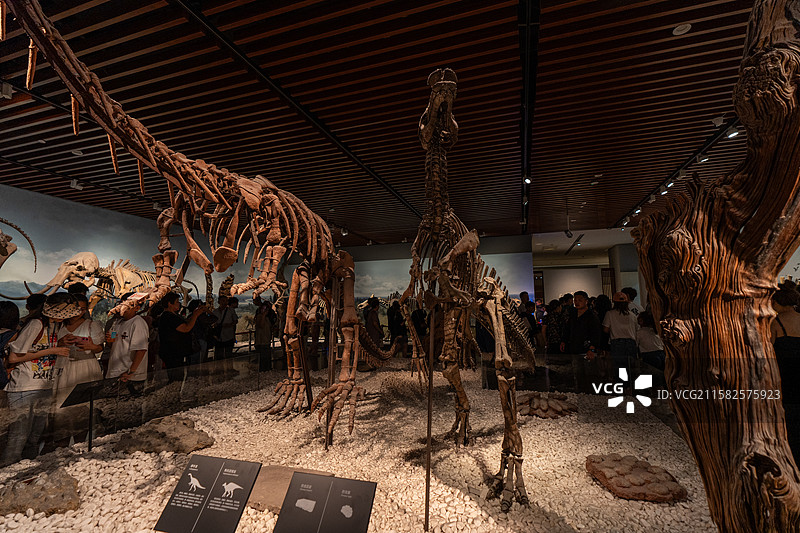 南京博物院自然馆及史前展厅的展品，包含恐龙、猛犸象等古生物化石，还有远古植物化石、旧石器、新石器时代图片素材