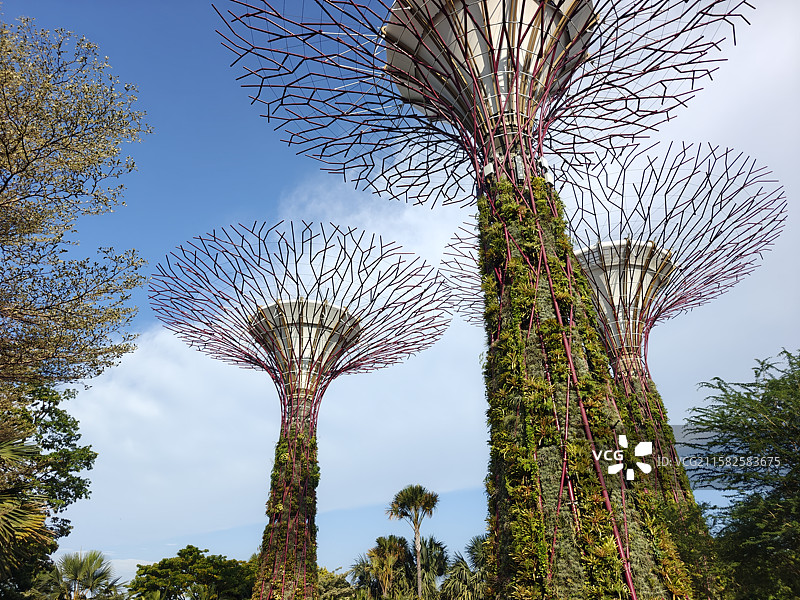 即将迎来60周年国庆的新加坡滨海湾花园擎天大树图片素材