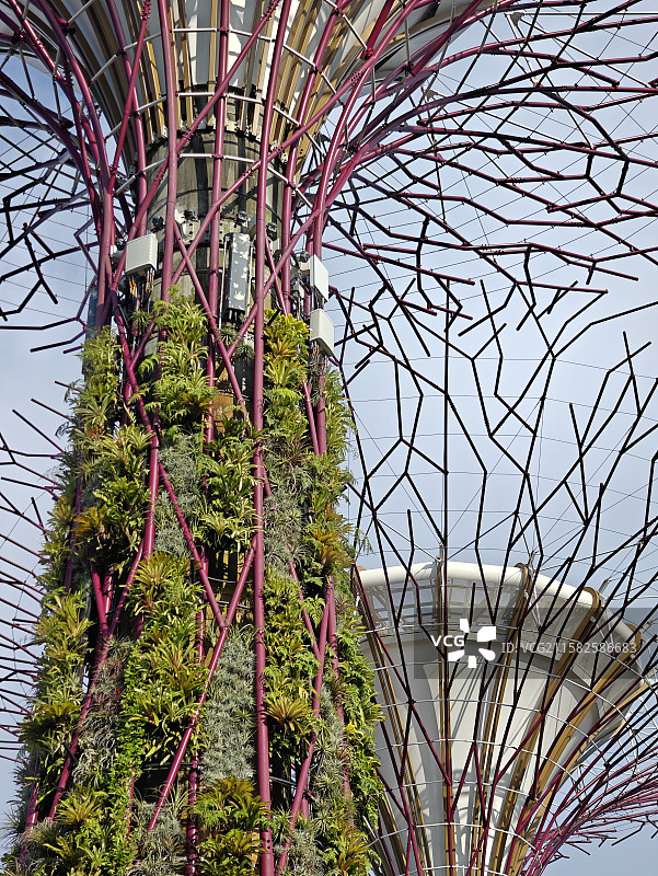 即将迎来60周年国庆的新加坡滨海湾花园擎天大树图片素材