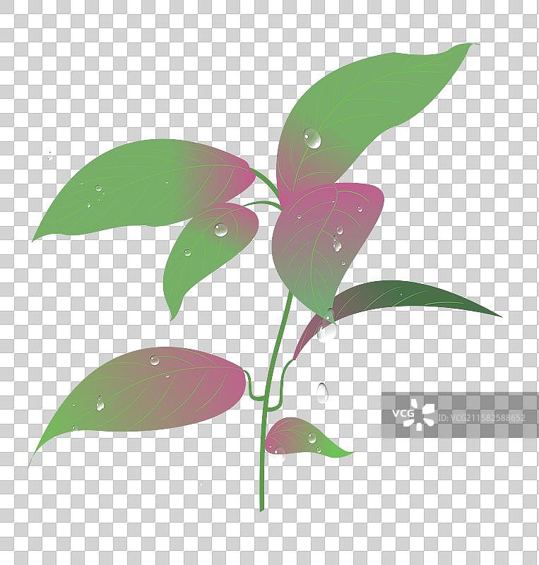 生机勃勃的小树苗发芽的树苗带水滴的草苗小草矢量插画素材图片素材