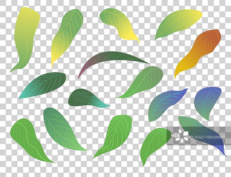 树叶植物叶子脉络清晰的树叶多个叶子可拆分树叶矢量插画素材图片素材
