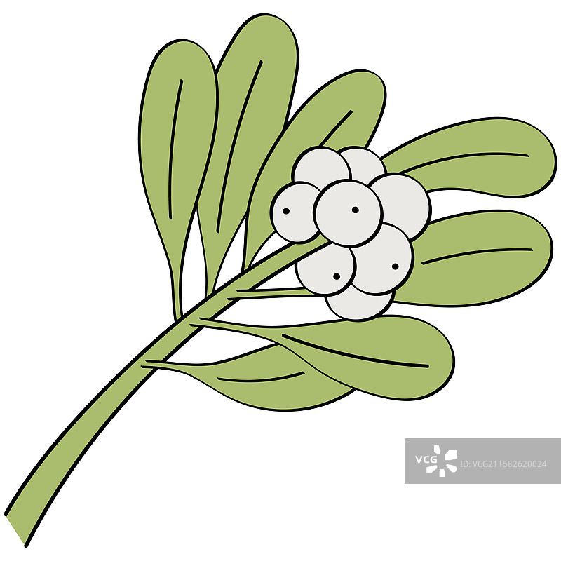 装饰用的槲寄生枝和果实图片素材