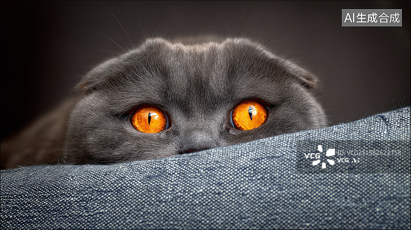 【AI数字艺术】英国短毛猫图片素材
