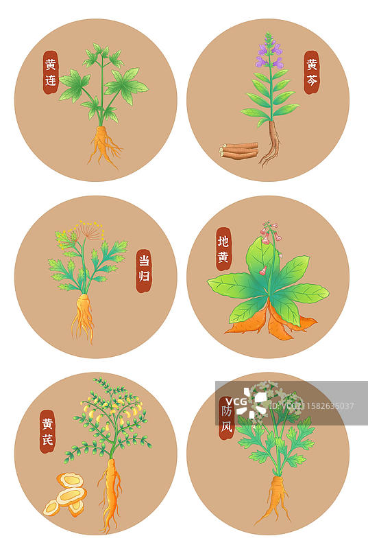 中草药插画中药植物图鉴本草纲目大全图片素材