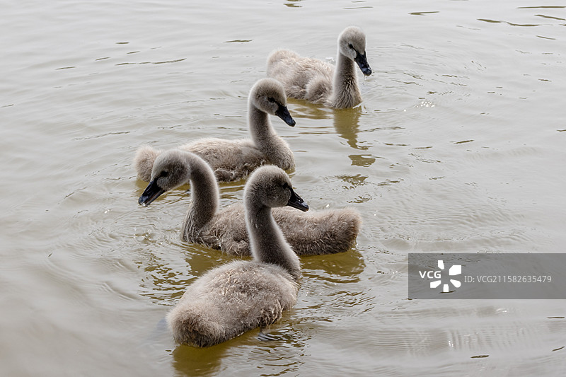 湖面上的黑天鹅宝宝图片素材