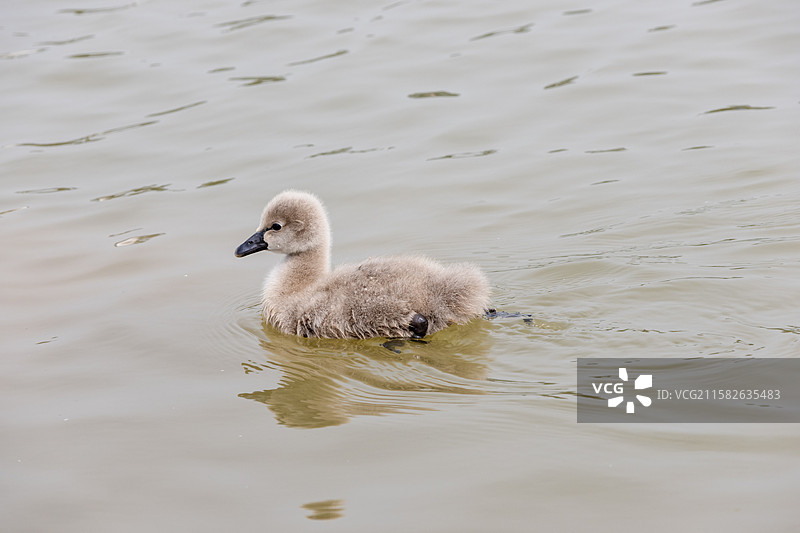 湖面上的黑天鹅宝宝图片素材