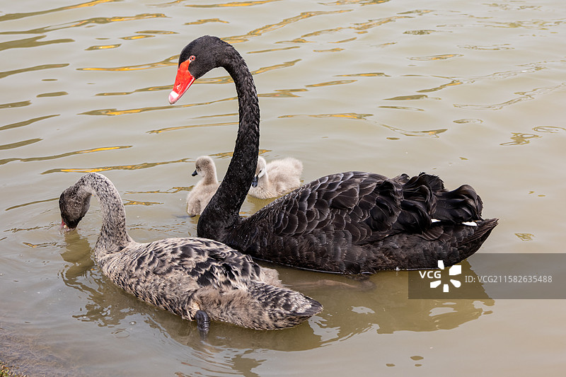 湖面上的黑天鹅妈妈和黑天鹅宝宝图片素材