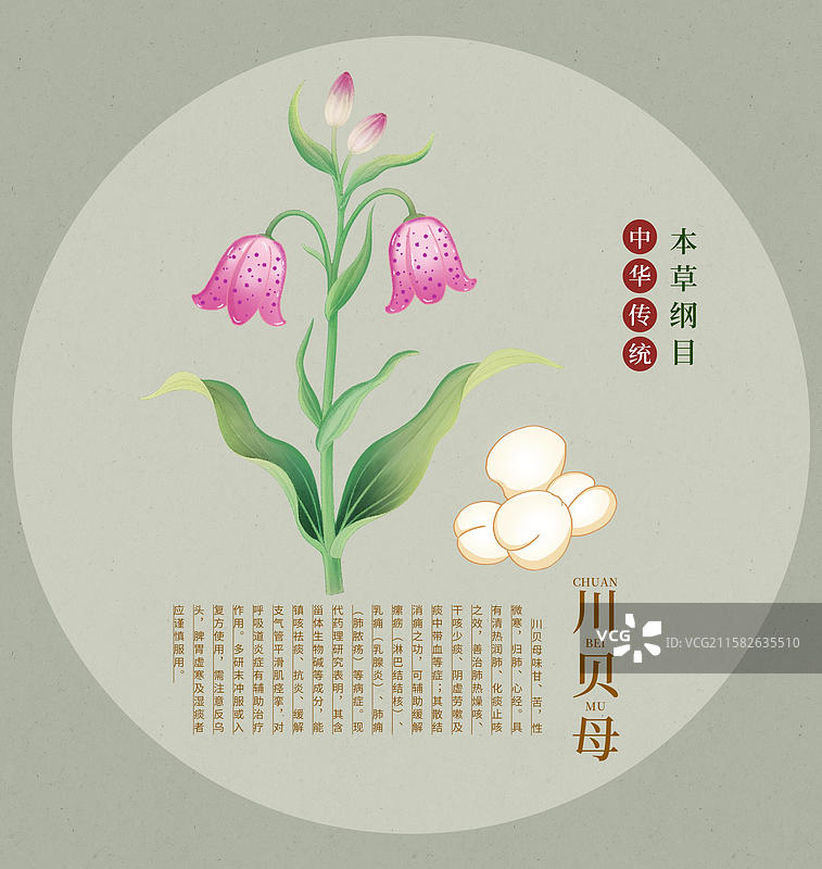 手绘川贝母中草药插画中药植物图鉴本草纲目大全图片素材