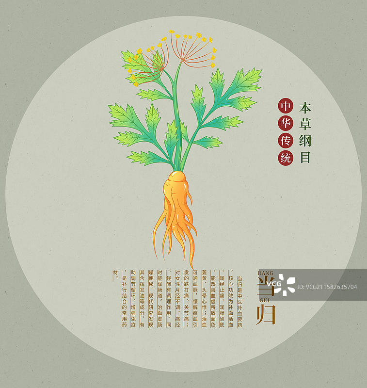 手绘当归中草药插画中药植物图鉴本草纲目大全图片素材