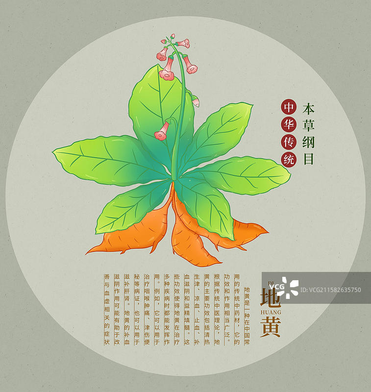 手绘地黄中草药插画中药植物图鉴本草纲目大全图片素材