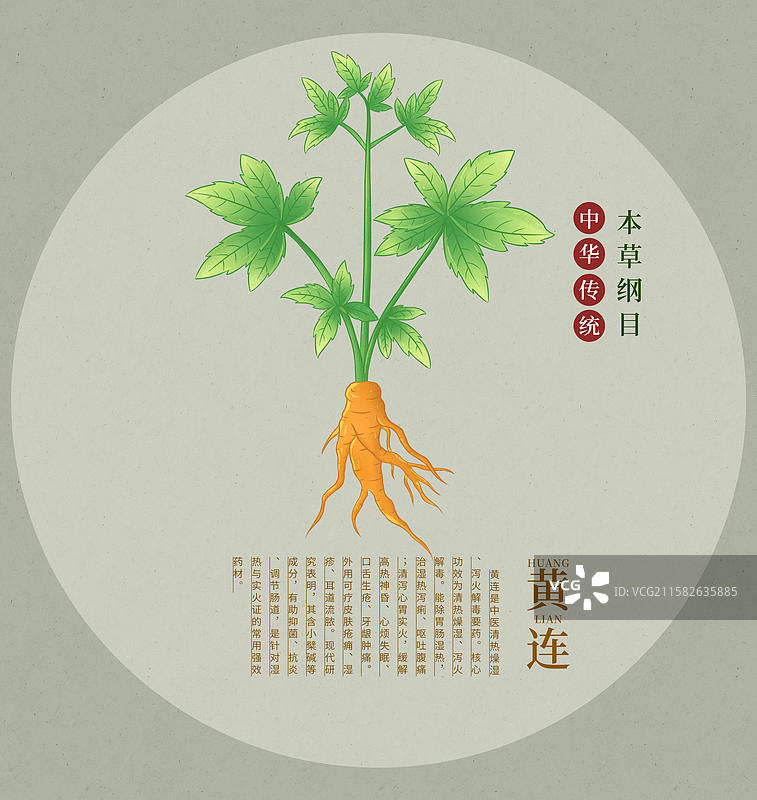 手绘黄连中草药插画中药植物图鉴本草纲目大全图片素材