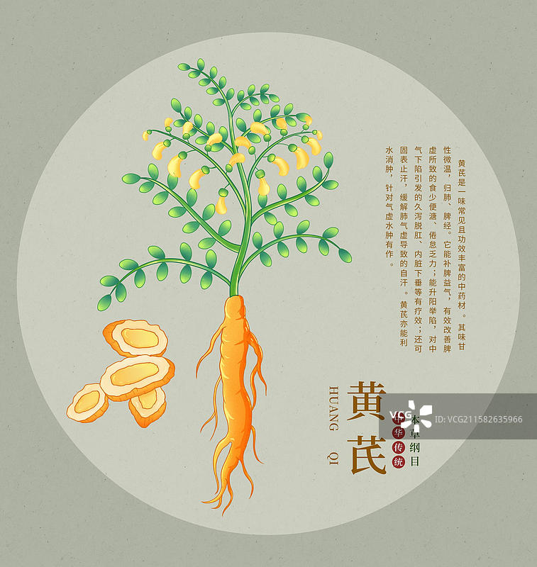 手绘黄芪中草药插画中药植物图鉴本草纲目大全图片素材