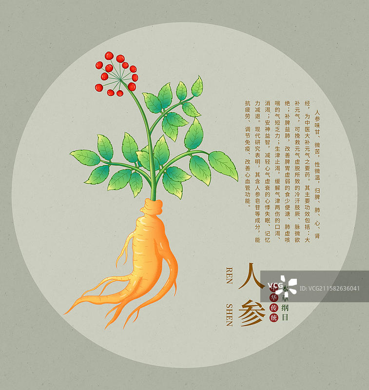 手绘人参中草药插画中药植物图鉴本草纲目大全图片素材