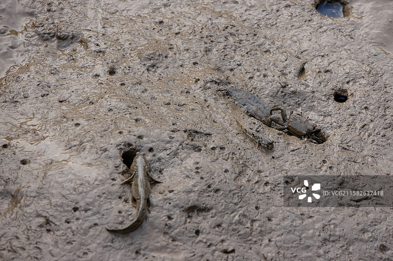 广东珠海大门口湿地公园里的跳跳鱼图片素材