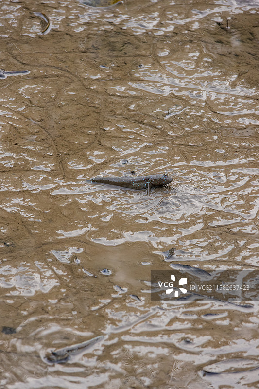 广东珠海大门口湿地公园里的跳跳鱼图片素材