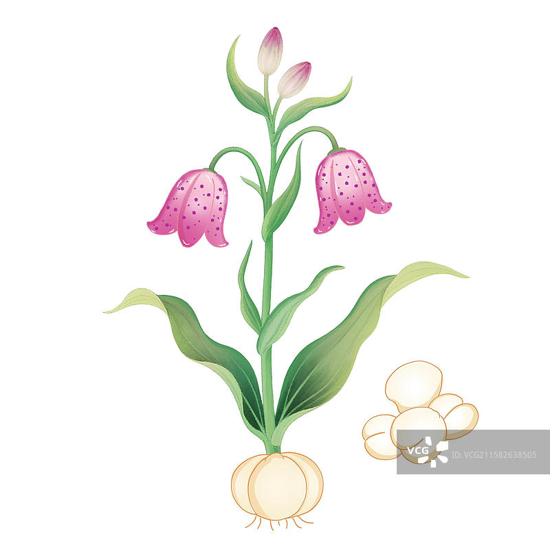 川贝母手绘中草药插画本草纲目草本药材图片素材