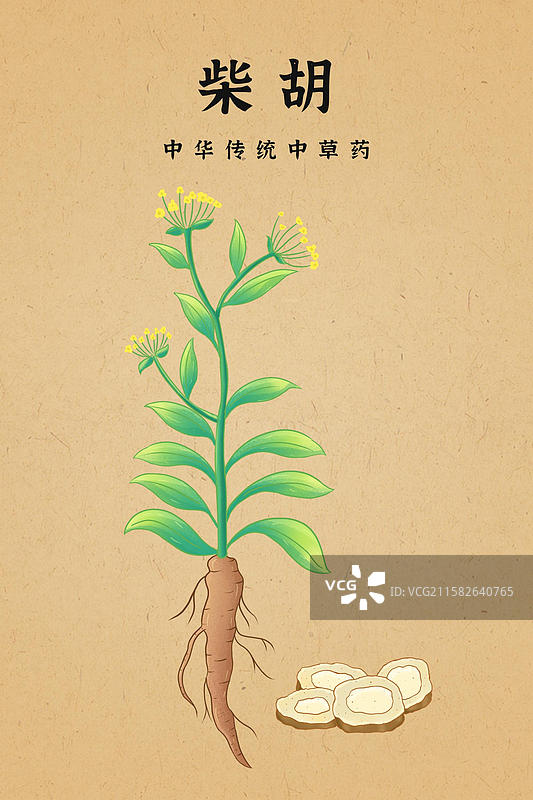 柴胡中草药手绘插画本草纲目药材图鉴图片素材