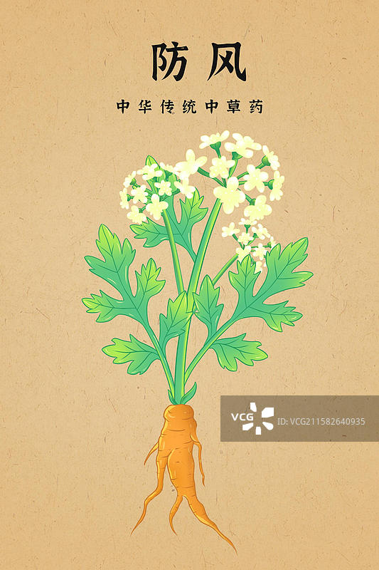 防风中草药手绘插画本草纲目药材图鉴图片素材