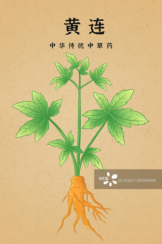 黄连中草药手绘插画本草纲目药材图鉴图片素材