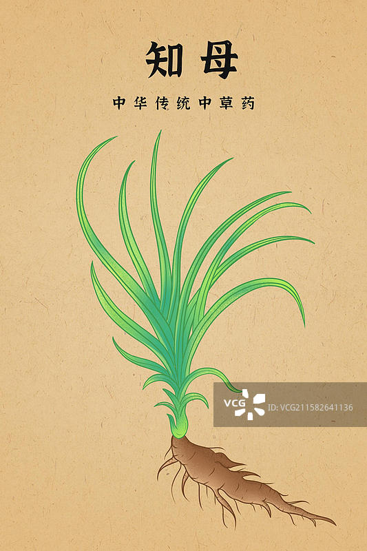 知母中草药手绘插画本草纲目药材图鉴图片素材