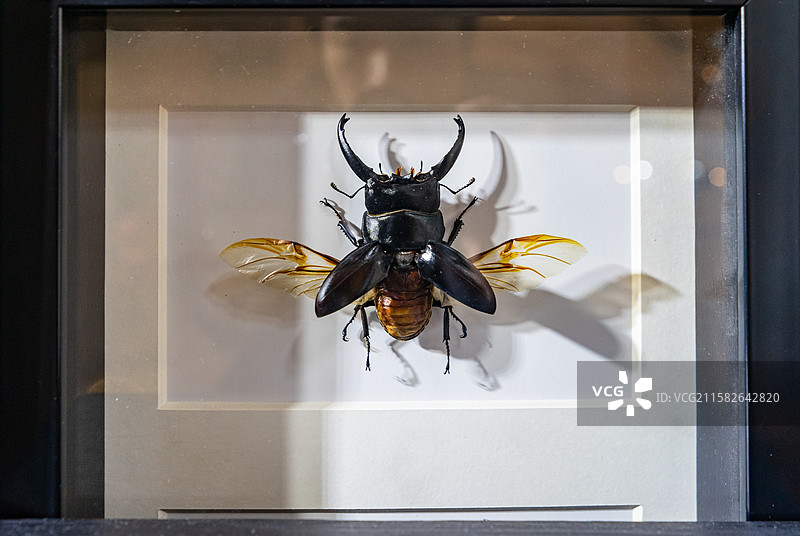 中国野生动物拍摄主题，陈列柜展示盒标本架金龟科南洋大兜虫装饰品艺术品相框展示，室内无人图像摄影图片素材