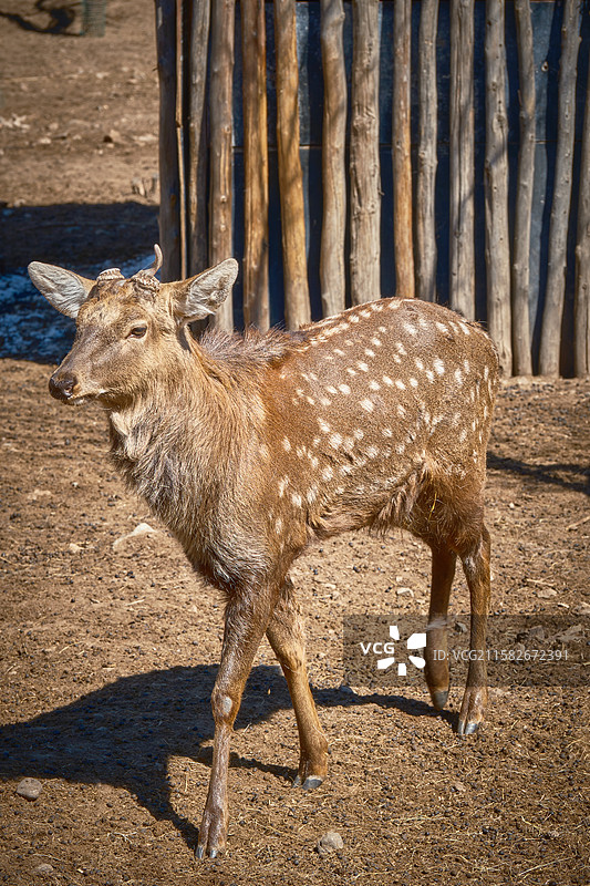 鹿、梅花鹿，五当召鹿园图片素材