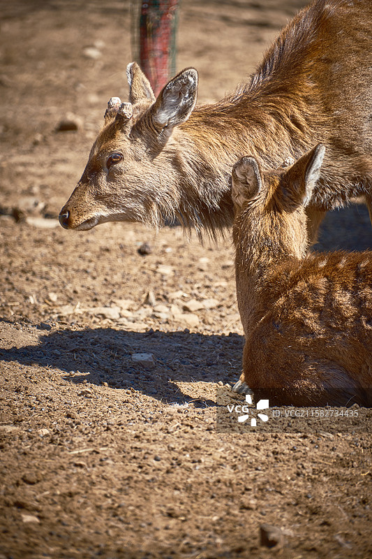鹿、梅花鹿，五当召鹿园图片素材