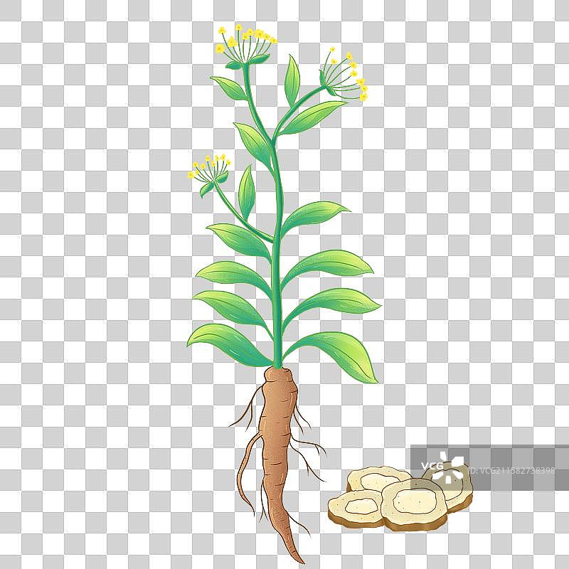 柴胡手绘中草药插画本草纲目大全本草元素图片素材