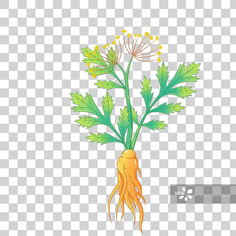 当归手绘中草药插画本草纲目大全本草元素图片素材
