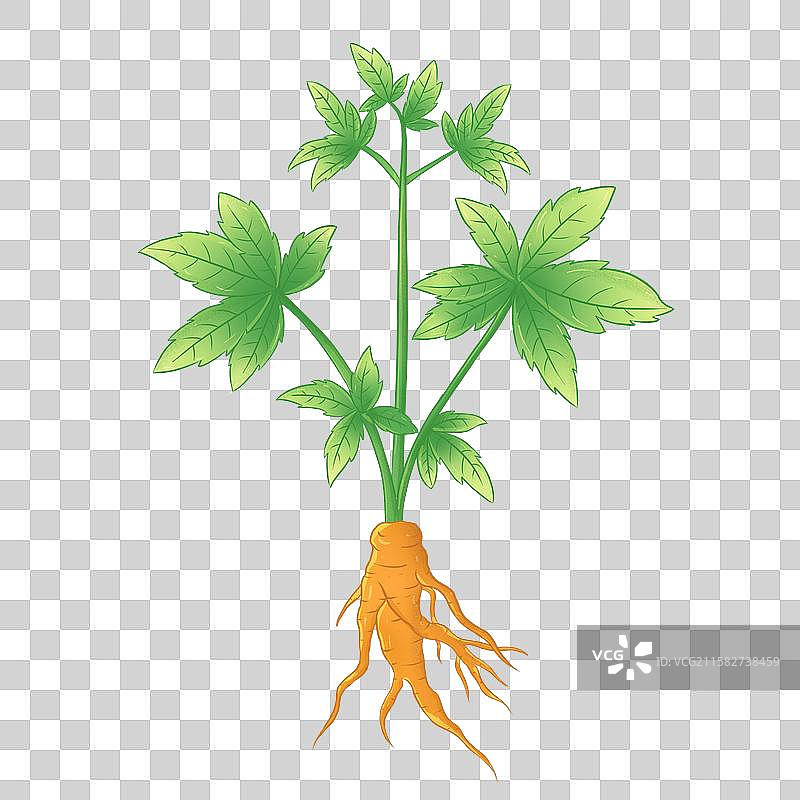 黄连手绘中草药插画本草纲目大全本草元素图片素材