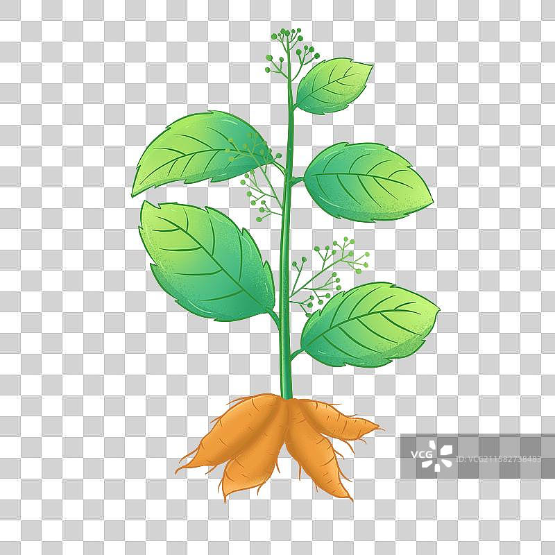 玄参手绘中草药插画本草纲目大全本草元素图片素材