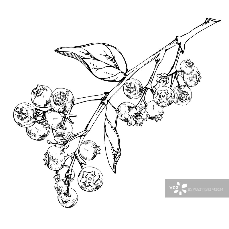 蓝莓和黑莓与植物叶子在枝条上图片素材