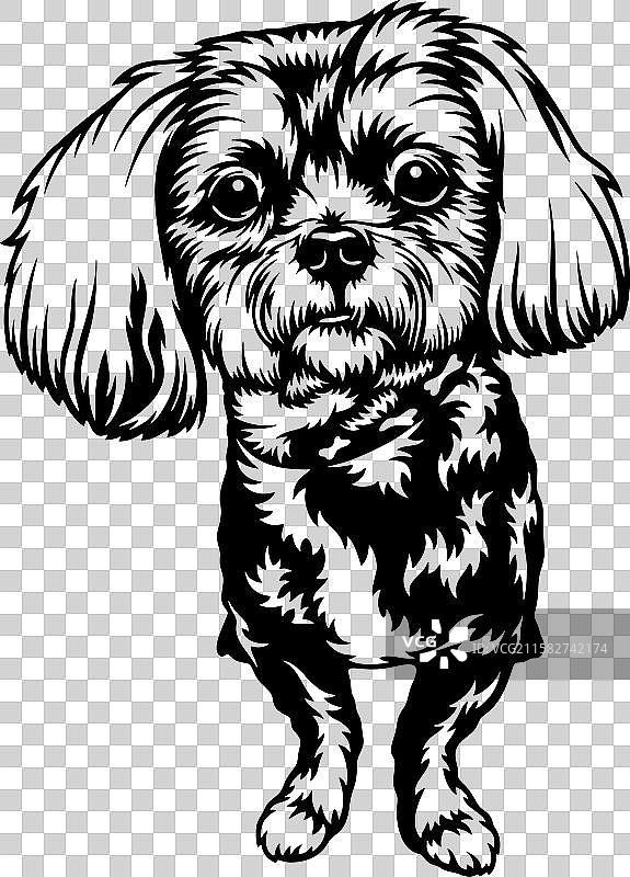 西施犬 - 宠物剪切文件狗图片素材