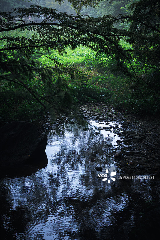 夏雨后绿图片素材