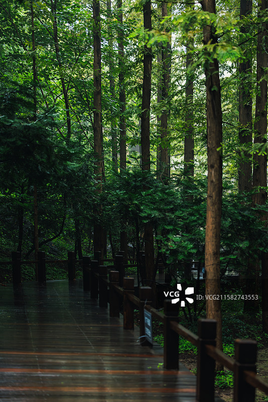 夏雨后绿图片素材