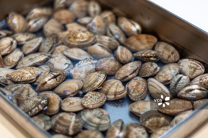 容器中浸入盐水的贝壳花蛤图片素材