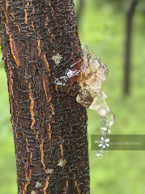植物的汁液图片素材