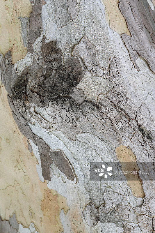 梧桐树树皮图片素材