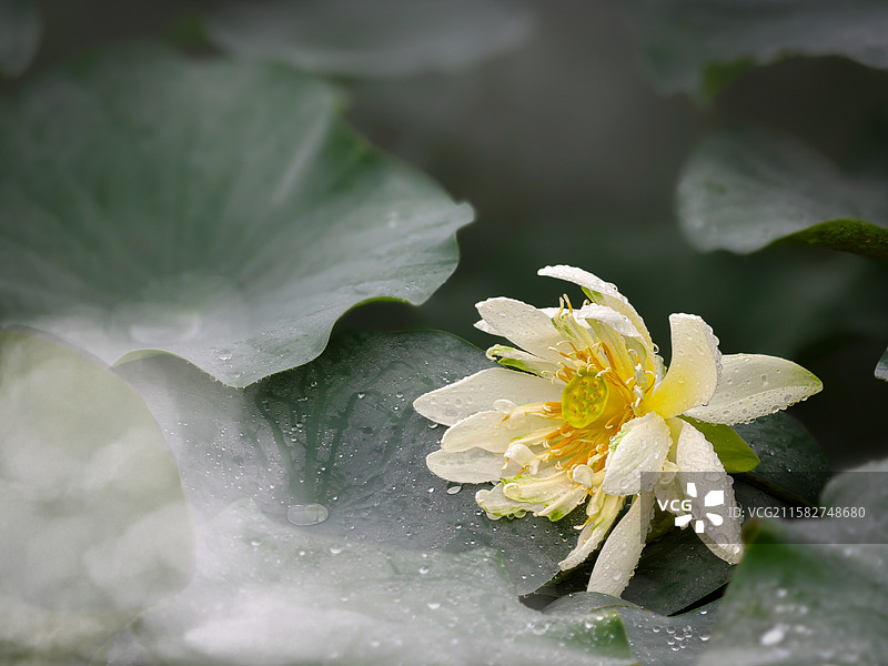 烟笼素绡（荷花16）图片素材