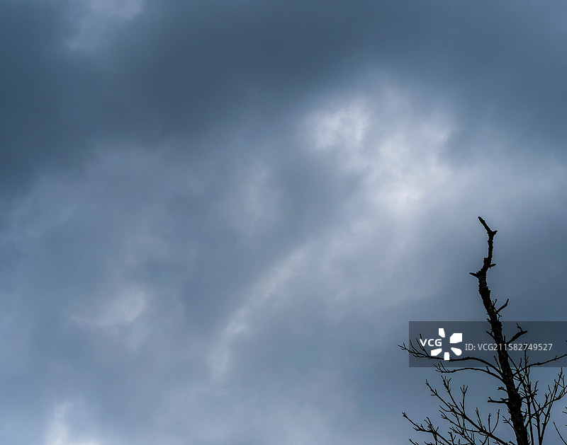 乌云密布下的枯枝图片素材