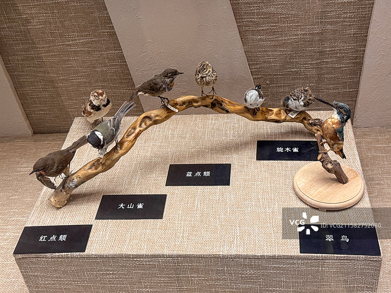 旋术雀 蓝点颏 大山雀 红点颏 翠鸟 标本（大兴安岭野生鸟类 呼玛县博物馆）图片素材