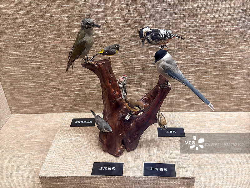 黑枕绿啄木鸟 红尾伯劳 灰喜鹊 红背伯劳 标本（大兴安岭鸟类 呼玛县博物馆）图片素材