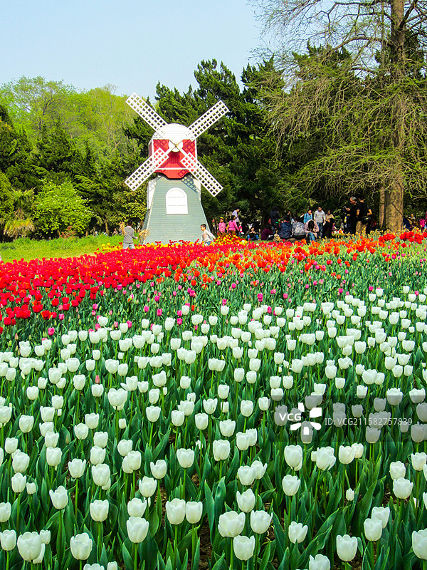 中山植物园郁金香图片素材
