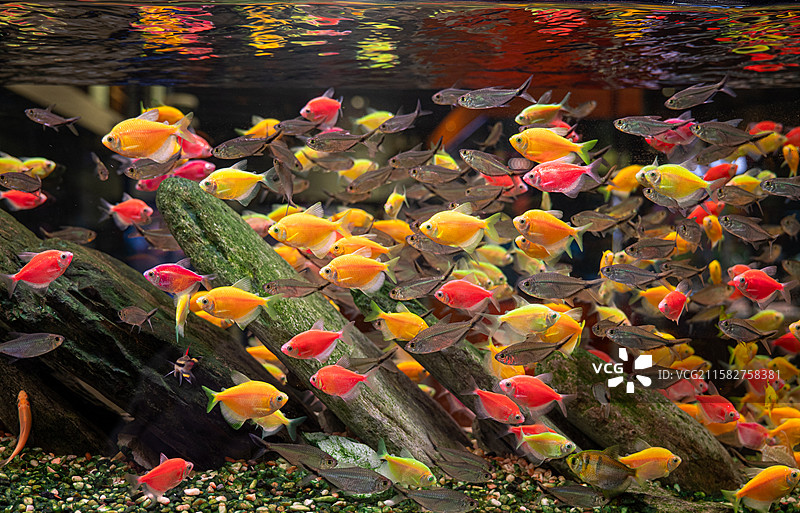 鱼缸里的鱼群图片素材